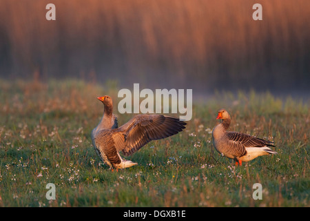 Graylag o Graylag oche (Anser anser), Texel, Paesi Bassi, Europa Foto Stock