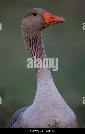 Graylag o Graylag goose (Anser anser), ritratto, Texel, Paesi Bassi, Europa Foto Stock