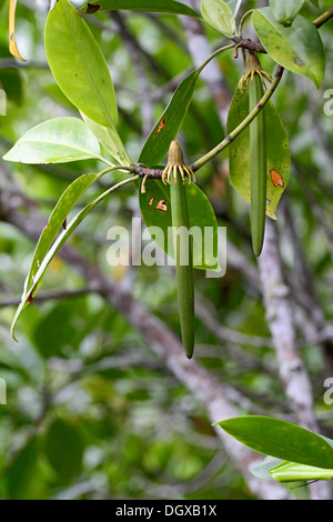 Baccelli di semi di alberi di mangrovie Bruguiera gymnorhiza nelle Seychelles Foto Stock