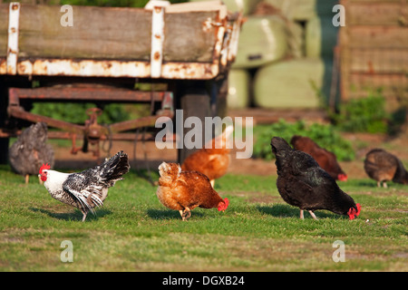 Galli e galline (Gallus gallus domesticus), Texel, Paesi Bassi, Europa Foto Stock