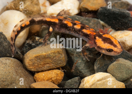 Salamandra pezzata (Salamandra salamandra) delle larve in acqua, montagne Harz, Sassonia-Anhalt Foto Stock
