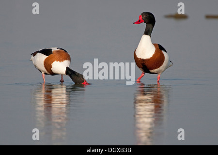 Shelducks comune (Tadorna tadorna), maschio e femmina, Texel, Paesi Bassi, Europa Foto Stock