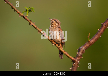 Eurasian spasmodico (Jynx torquilla), cantando, foreland di Harz mountain range, Sassonia-Anhalt Foto Stock