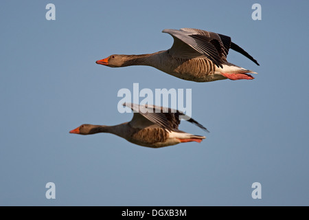Graylag o Graylag oche (Anser anser) in volo, Texel, Paesi Bassi, Europa Foto Stock