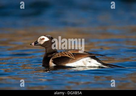 Long-tailed Duck (Clangula hyemalis), maschio, Myvatn, Islanda, Europa Foto Stock