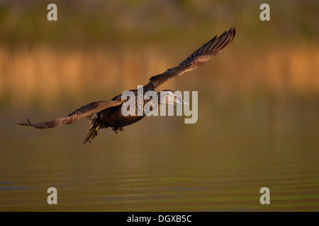 Eider comune (Somateria mollissima), femmina in volo, Nord Islanda, Islanda, Europa Foto Stock