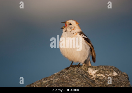 Snow bunting (Plectrophenax nivalis), cantando maschio, Joekulsarlon, Islanda, Europa Foto Stock