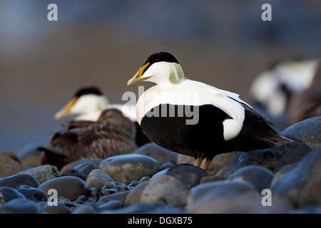 Eider comune (Somateria mollissima), maschi e femmine, Joekulsarlon, Islanda, Europa Foto Stock