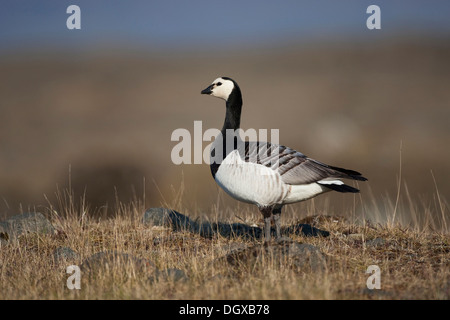 Barnacle Goose (Branta leucopsis), uccello adulto, Joekulsarlon, Islanda, Europa Foto Stock