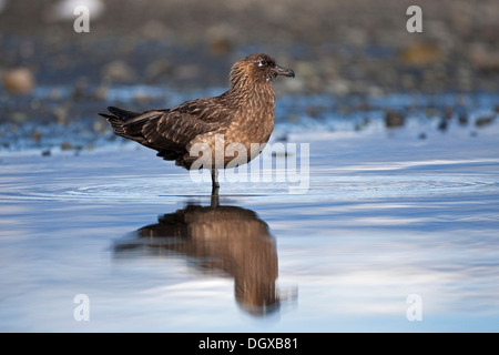 Grande Skua (Stercorarius skua), Joekulsarlon, Islanda, Europa Foto Stock