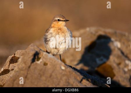 Culbianco (Oenanthe oenanthe), femmina, Westfjords, Islanda, Europa Foto Stock