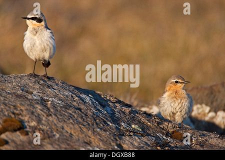 Culbianco (Oenanthe oenanthe), coppia, Westfjords, Islanda, Europa Foto Stock