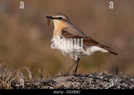 Culbianco (Oenanthe oenanthe), femmina, Westfjords, Islanda, Europa Foto Stock