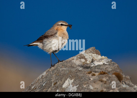 Culbianco (Oenanthe oenanthe), femmina, Westfjords, Islanda, Europa Foto Stock