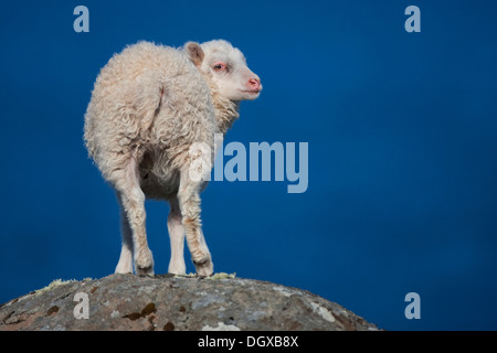 Gli animali domestici delle specie ovina (Ovis orientalis) su una roccia, Westfjords, Islanda, Europa Foto Stock