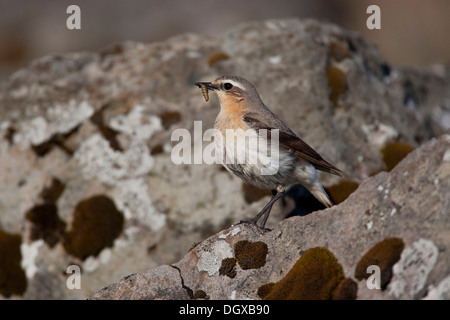 Culbianco (Oenanthe oenanthe), femmina, Westfjords, Islanda, Europa Foto Stock