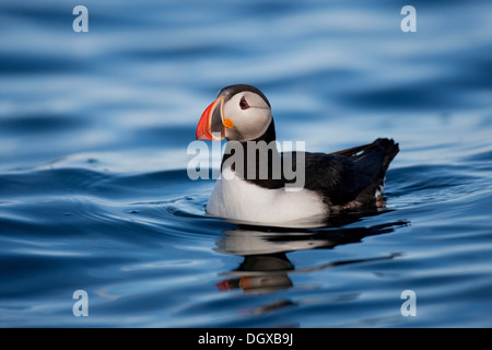 Atlantic Puffin (Fratercula arctica), nuoto, Flatey Isola, Islanda, Europa Foto Stock