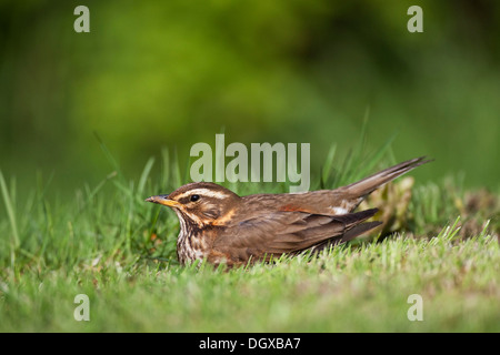 Redwing (Turdus iliacus), Islanda, Europa Foto Stock