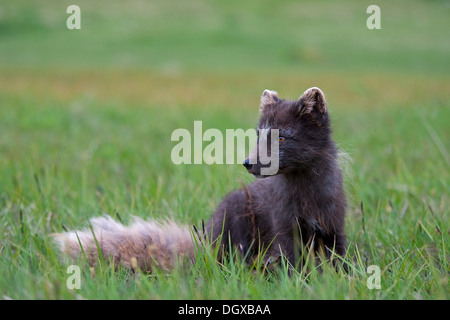 Arctic Fox (Alopex lagopus), a ovest di fiordi, Islanda, Europa Foto Stock