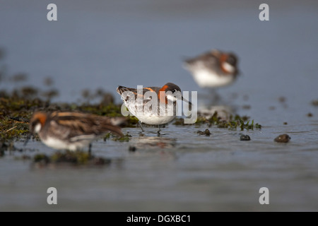 Rosso Colli (Phalarope Phalaropus lobatus), Myvatn, Islanda, Europa Foto Stock