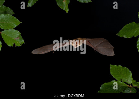 Brown Long-eared Bat (Plecotus auritus) in volo, Turingia Foto Stock