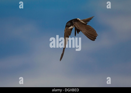 Casa comune Martin (Delichon urbica) in volo, Turingia, Germania Foto Stock