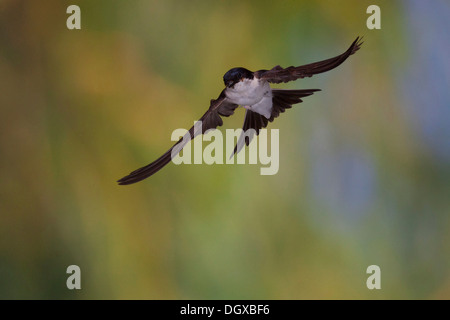 Casa comune Martin (Delichon urbica) in volo, Turingia, Germania Foto Stock