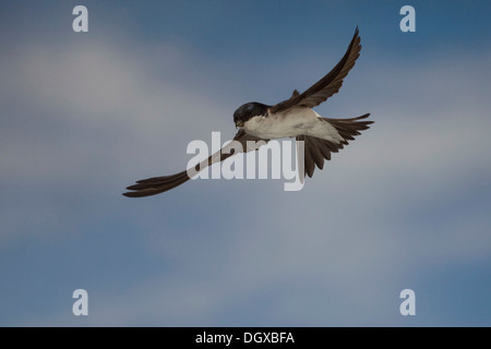 Casa comune Martin (Delichon urbica) in volo, Turingia, Germania Foto Stock