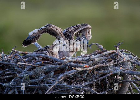 Osprey o mare Hawk (Pandion haliaetus), uccelli giovani in un nido d'aquila, Kajaani sub-regione, Finlandia Foto Stock