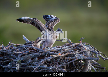 Osprey o mare Hawk (Pandion haliaetus), uccelli giovani in un nido d'aquila, Kajaani sub-regione, Finlandia Foto Stock