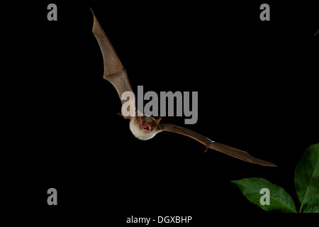 Lesser Mouse-eared Bat (Myotis blythii) in volo, Bulgaria Foto Stock