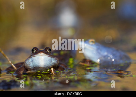 Rana comune (Rana temporaria), maschio durante la stagione di accoppiamento, Feldberg Lake District, Meclemburgo-Pomerania, Germania Foto Stock