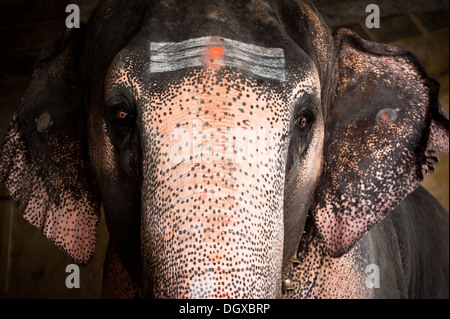 Elefante dipinto con simboli religiosi benedizioni pellegrini al tempio indù. India del sud, Tamil Nadu Foto Stock