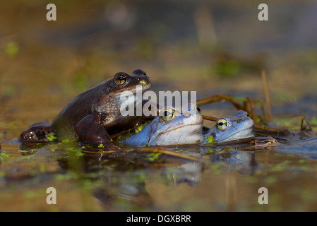 Rana comune (Rana temporaria) e Moor rane (Rana arvalis) durante la stagione di accoppiamento, Feldberg Lake District Foto Stock