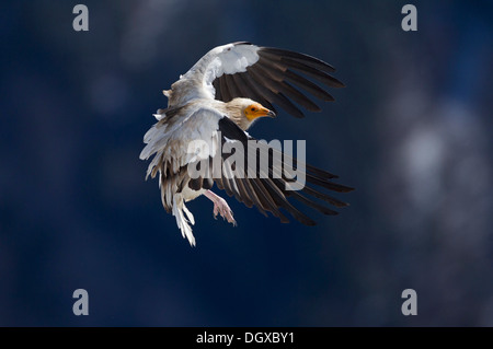 Avvoltoio Capovaccaio (Neophron percnopterus) avvicinamento alla terra, Pirenei, Aragona, Spagna Foto Stock