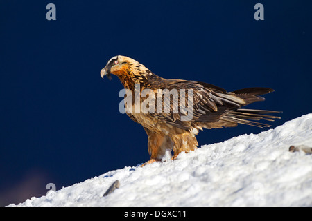 Gipeto (Gypaetus barbatus), subadult bird, Pirenei, Aragona, Spagna Foto Stock