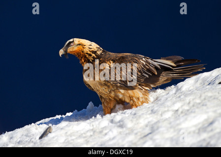 Gipeto (Gypaetus barbatus), subadult bird, Pirenei, Aragona, Spagna Foto Stock