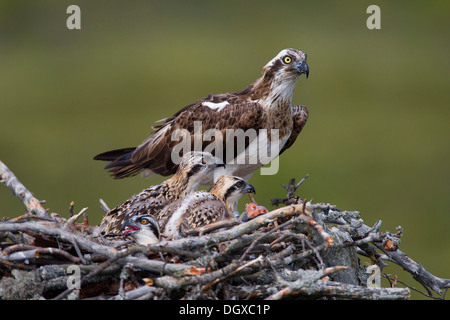 Osprey o mare Hawk (Pandion haliaetus) alimentazione di uccelli giovani, Kajaani sub-regione, Finlandia Foto Stock