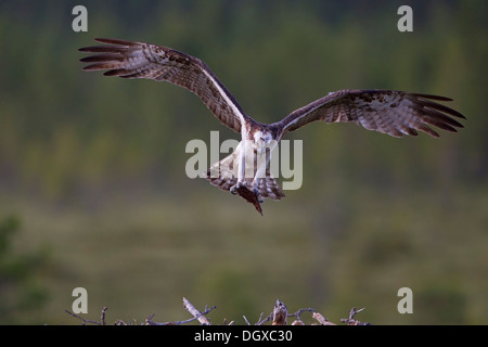 Osprey o mare Hawk (Pandion haliaetus) con materiale di nidificazione di avvicinamento alla Terra su un nido d'aquila, Kajaani sub-regione, Finlandia Foto Stock