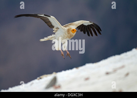 Avvoltoio Capovaccaio (Neophron percnopterus) avvicinamento alla terra, Pirenei, Aragona, Spagna Foto Stock