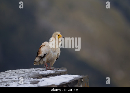 Avvoltoio Capovaccaio (Neophron percnopterus), Pirenei, Aragona, Spagna Foto Stock