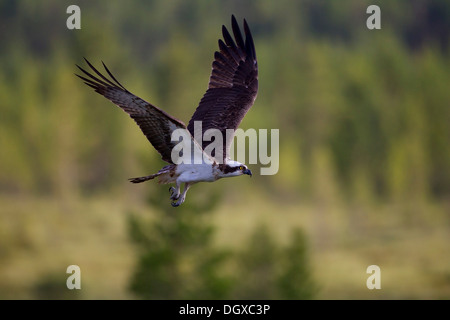 Osprey o mare Hawk (Pandion haliaetus) in volo, Kajaani sub-regione, Finlandia Foto Stock