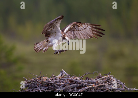 Osprey o mare Hawk (Pandion haliaetus) con materiale di nidificazione di avvicinamento alla Terra su un nido d'aquila, Kajaani sub-regione, Finlandia Foto Stock