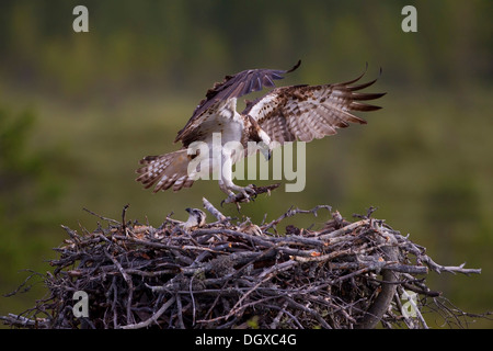 Osprey o mare Hawk (Pandion haliaetus) con materiale di nidificazione di avvicinamento alla Terra su un nido d'aquila, Kajaani sub-regione, Finlandia Foto Stock