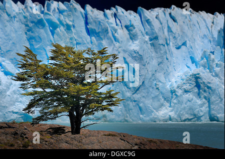 Faggi (Nothofagus) di fronte al ghiacciaio Perito Moreno, Patagonia, Argentina, Sud America Foto Stock