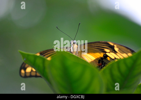 White peacock (Anartia jatropha) arroccato su una foglia Foto Stock