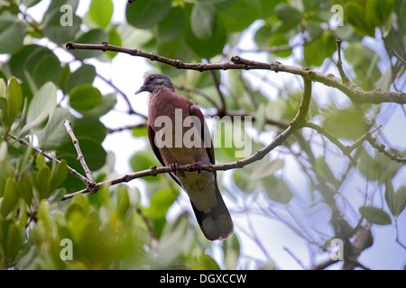 Madagascar tortora delle Seychelles Foto Stock