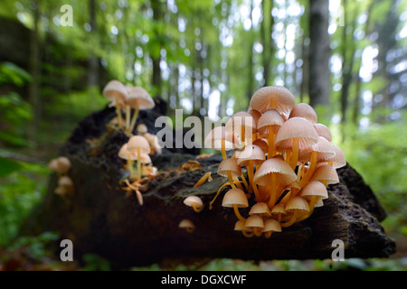 Cofano in cluster o di rovere-moncone cappuccio del cofano (Mycena inclinata), di corpi fruttiferi su un tronco di albero in una foresta di faggio, Obergünzburg Foto Stock