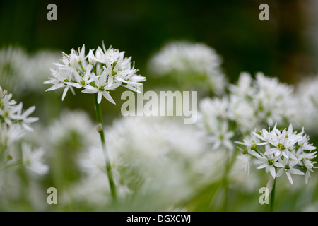 Ramsons o aglio selvatico (Allium ursinum), fiori, Obergünzburg, Svevia, Baviera, Germania Foto Stock