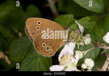 Anello femmina butterfly, Aphantopus hyperantus, alimentando il rovo fiori Foto Stock